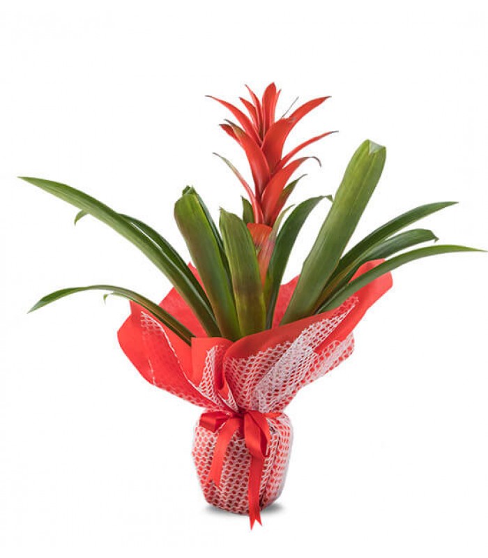 Guzman Saksı Çiçeği